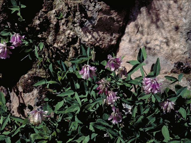 Trifolium kingii (King's clover) #5513