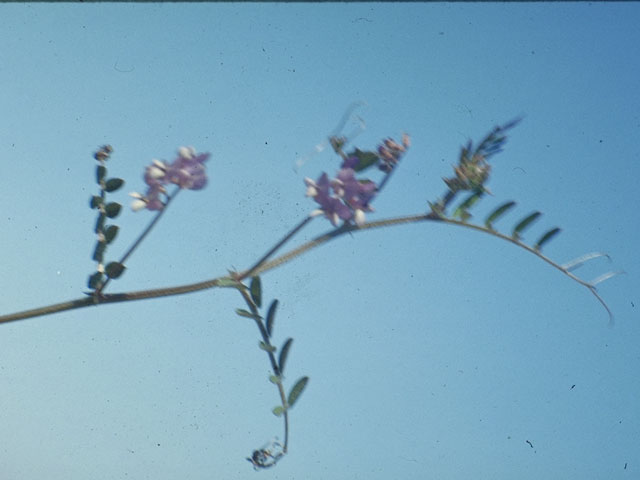 Vicia ludoviciana (Deer pea vetch) #5538