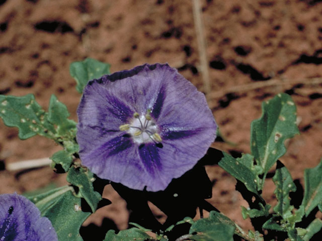 Quincula lobata (Purple groundcherry) #5579