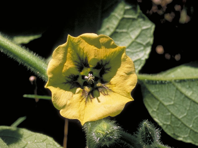 Physalis virginiana (Virginia groundcherry) #5588