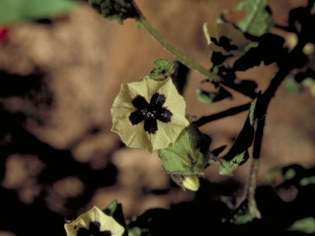 Physalis viscosa (Starhair groundcherry) #5592