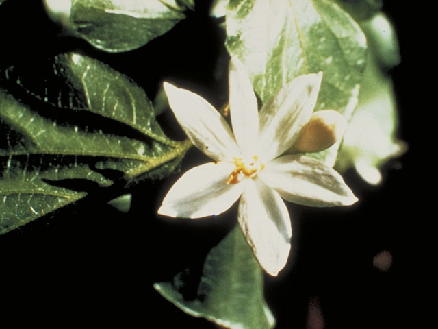 Styrax platanifolius (Sycamore-leaf snowbell) #5655