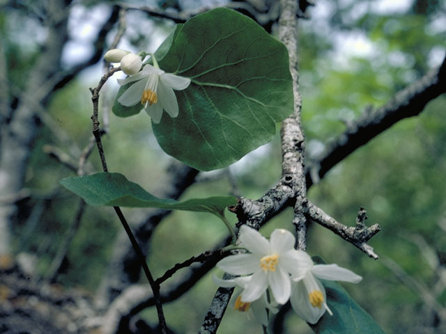 Styrax platanifolius (Sycamore-leaf snowbell) #5659