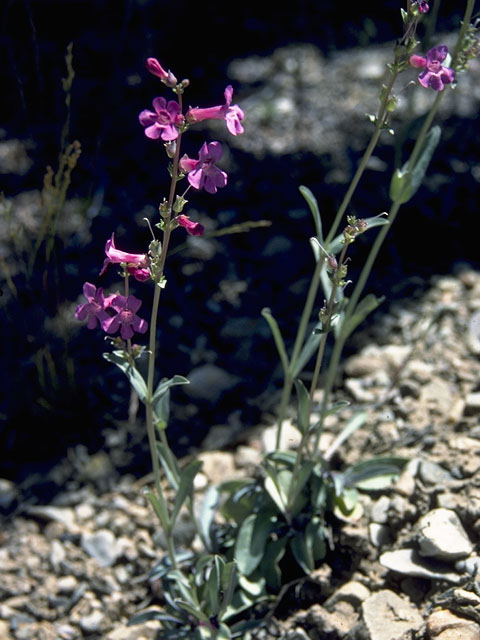 Penstemon pachyphyllus (Thickleaf penstemon) #5663