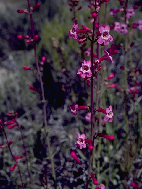 Penstemon pachyphyllus (Thickleaf penstemon) #5664