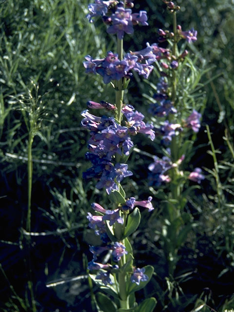 Penstemon pachyphyllus (Thickleaf penstemon) #5665