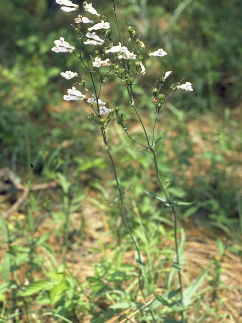 Penstemon pallidus (Pale penstemon) #5666