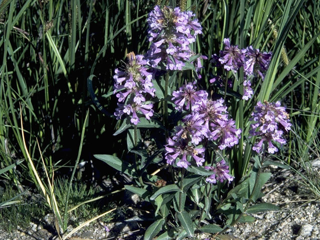 Penstemon pennellianus (Blue mountain penstemon) #5675