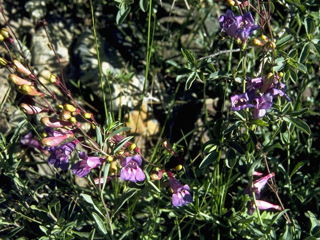 Penstemon rattanii (Rattan's penstemon) #5686