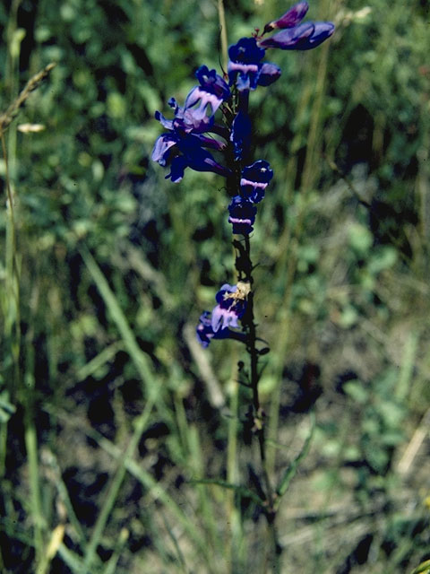 Penstemon subglaber (Smooth penstemon) #5719