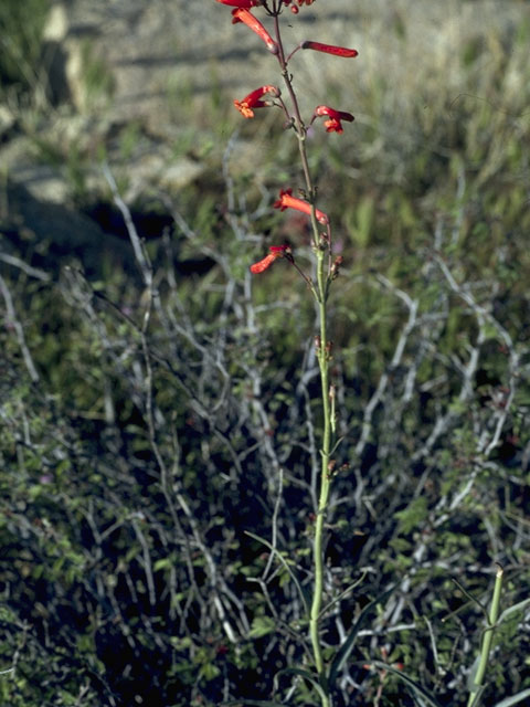 Penstemon subulatus (Hackberry penstemon) #5720