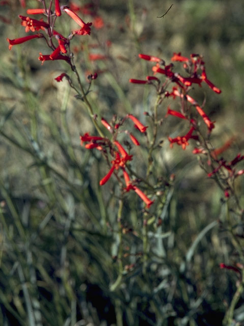 Penstemon subulatus (Hackberry penstemon) #5721