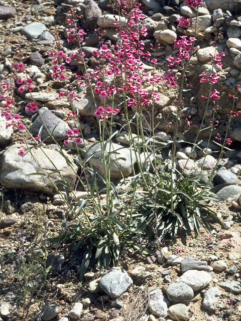 Penstemon subulatus (Hackberry penstemon) #5722