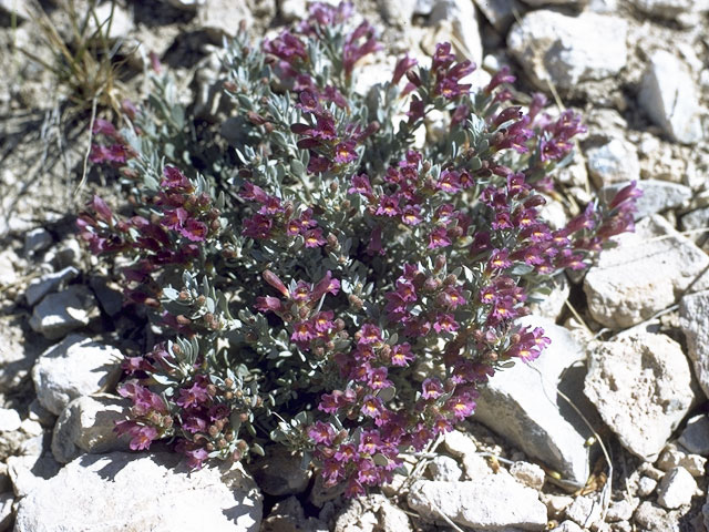 Penstemon thompsoniae (Thompson's penstemon) #5729