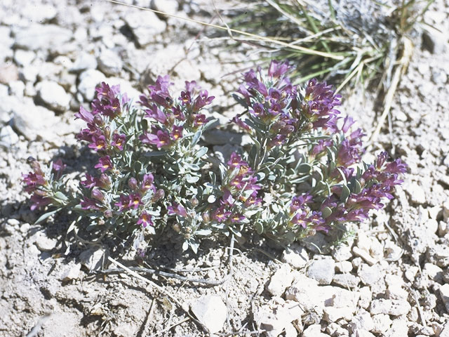 Penstemon thompsoniae (Thompson's penstemon) #5730