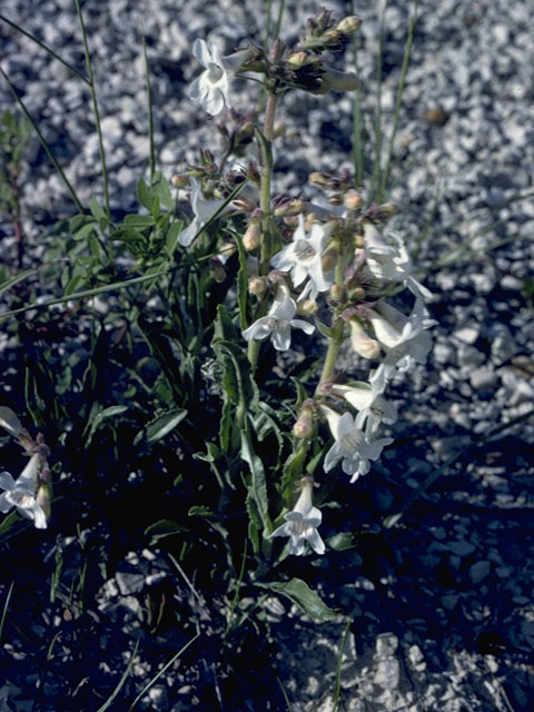 Penstemon tubaeflorus (White wand penstemon) #5736