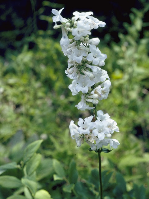 Penstemon tubaeflorus (White wand penstemon) #5737