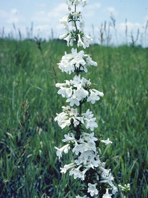 Penstemon tubaeflorus (White wand penstemon) #5738