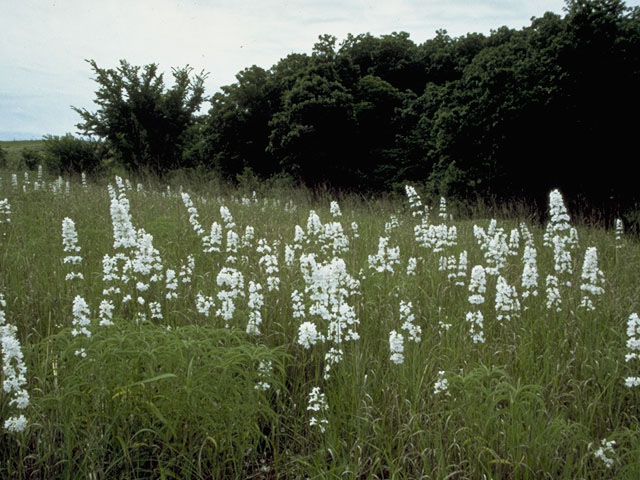 Penstemon tubaeflorus (White wand penstemon) #5739