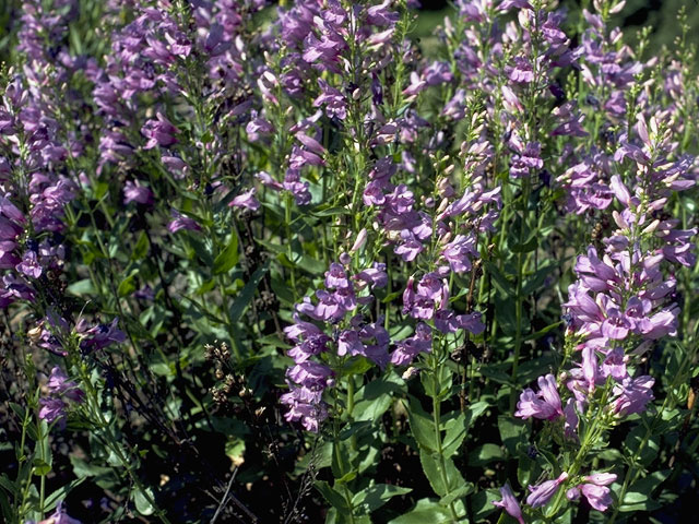 Penstemon venustus (Venus penstemon) #5746