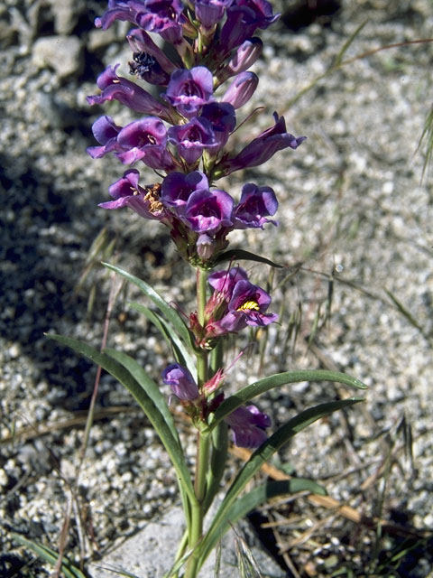 Penstemon venustus (Venus penstemon) #5747