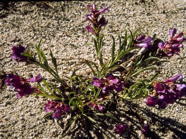 Penstemon venustus (Venus penstemon) #5748