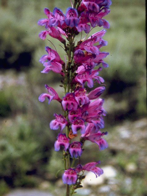 Penstemon virgatus (Upright blue penstemon) #5750