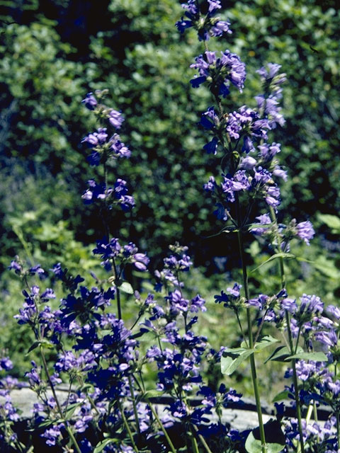 Penstemon watsonii (Watson's penstemon) #5751