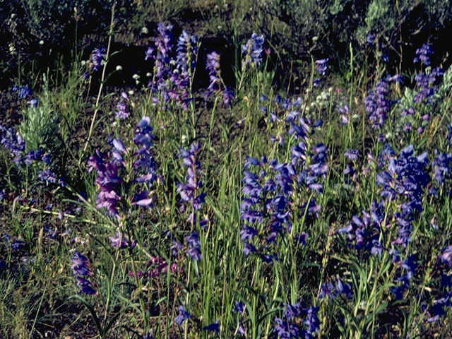 Penstemon watsonii (Watson's penstemon) #5752