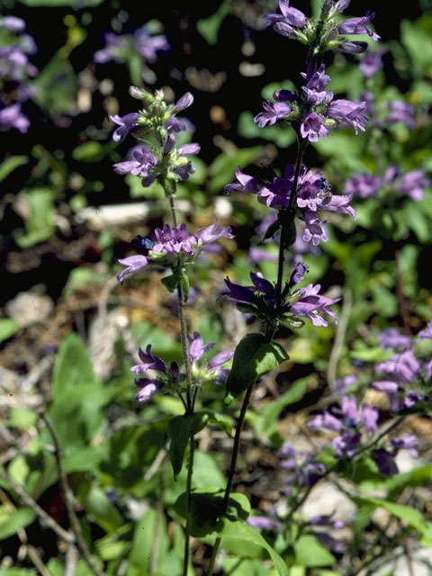 Penstemon watsonii (Watson's penstemon) #5753