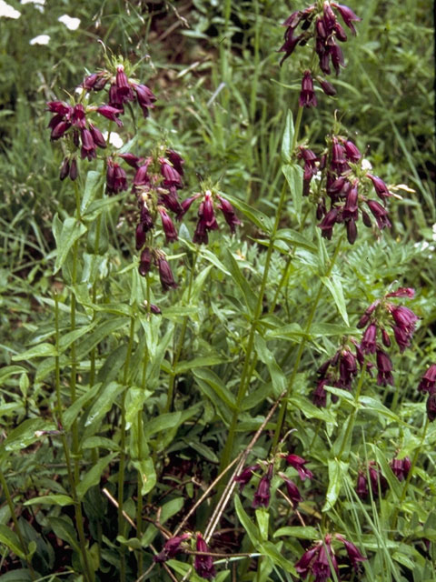 Penstemon whippleanus (Whipple's penstemon) #5757