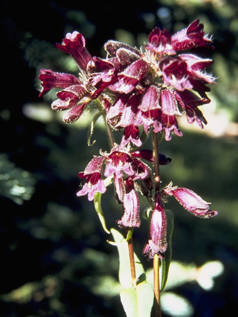 Penstemon whippleanus (Whipple's penstemon) #5758