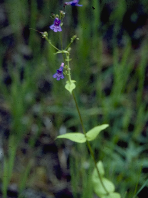 Penstemon wilcoxii (Wilcox's penstemon) #5759