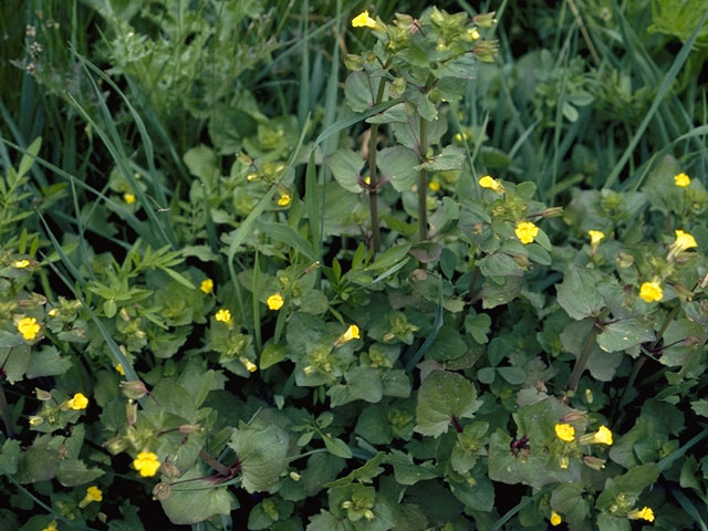 Mimulus glabratus (Roundleaf monkeyflower) #5761