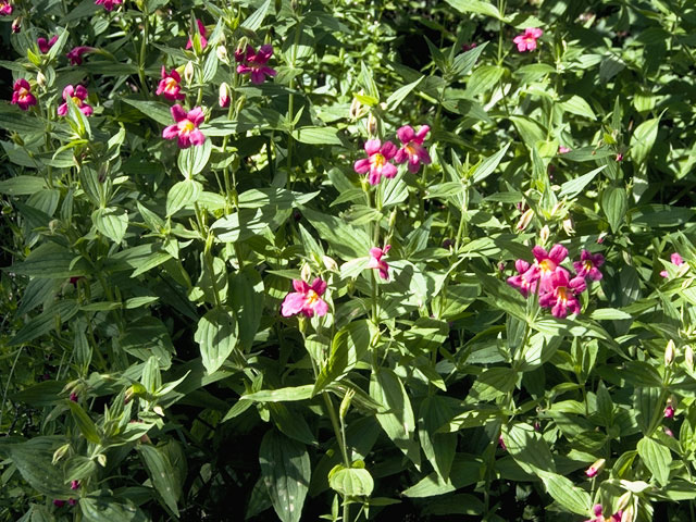 Mimulus lewisii (Purple monkeyflower) #5776