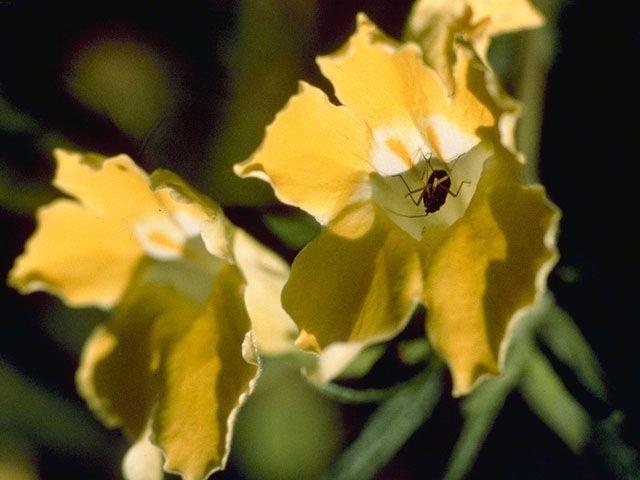 Diplacus longiflorus (Southern bush monkeyflower) #5781