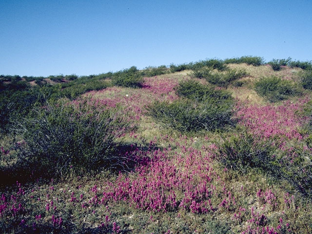 Castilleja exserta ssp. exserta (Purple owl's clover) #5832