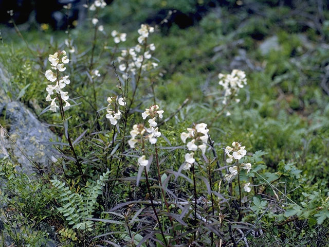 Pedicularis attollens (Little elephantshead) #5841