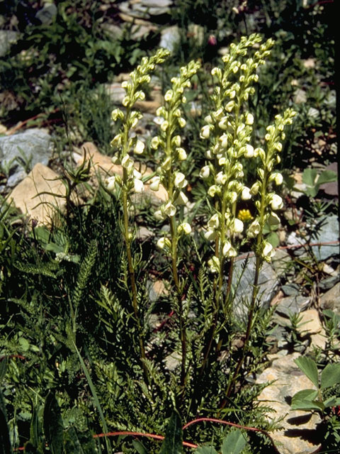 Pedicularis contorta (Coiled lousewort) #5853