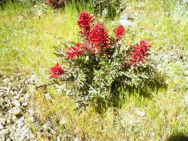 Pedicularis densiflora (Indian warrior) #5855