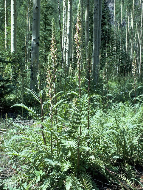 Pedicularis procera (Giant lousewort) #5858