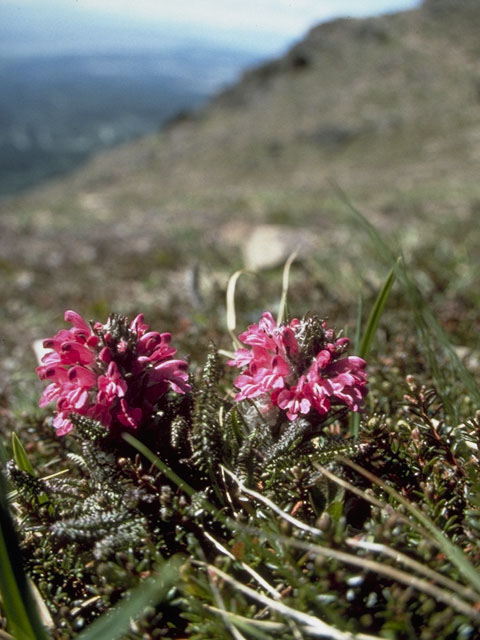 Pedicularis lanata (Woolly lousewort) #5862