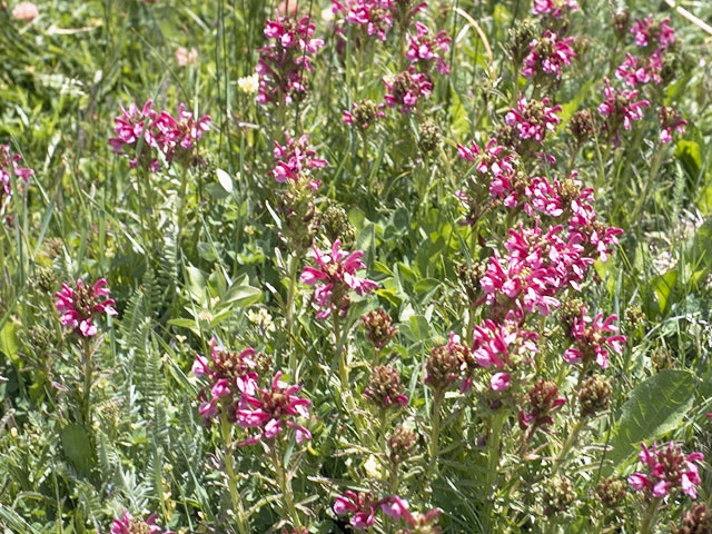 Pedicularis sudetica (Sudetic lousewort) #5873