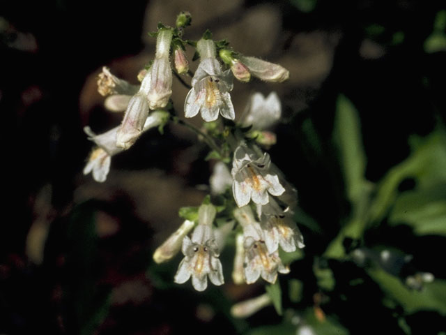 Penstemon arkansanus (Arkansas penstemon) #5891