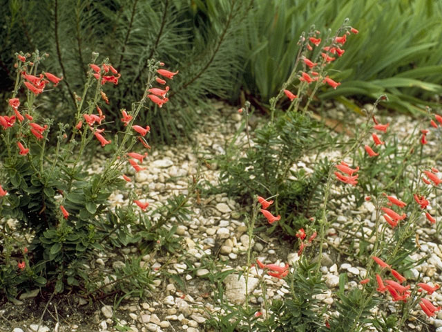 Penstemon baccharifolius (Rock penstemon) #5896