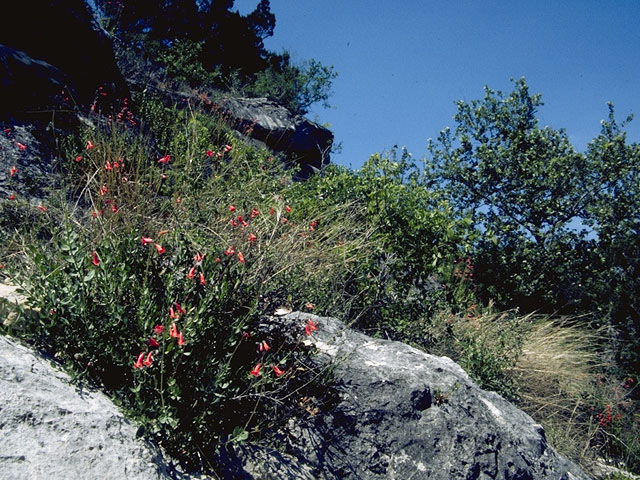 Penstemon baccharifolius (Rock penstemon) #5901