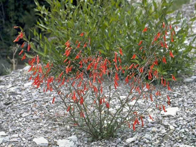 Penstemon barbatus (Scarlet bugler) #5903