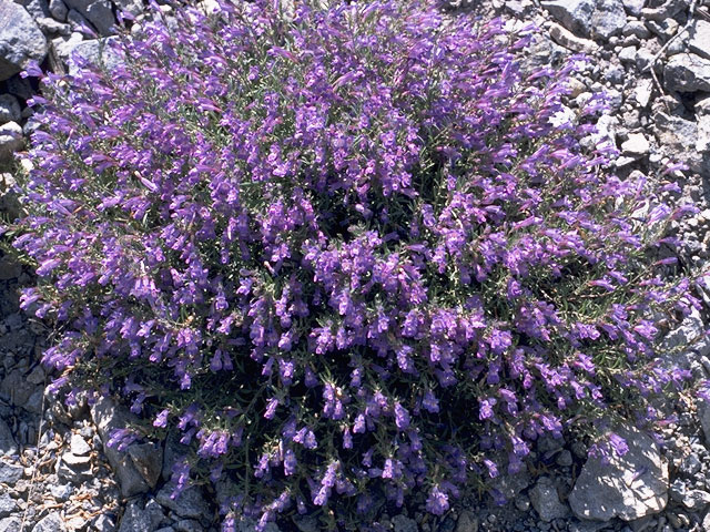 Penstemon caespitosus (Mat penstemon) #5917