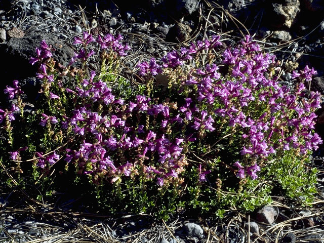 Penstemon davidsonii (Davidson's penstemon) #5947