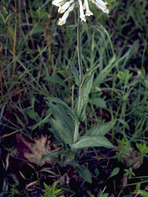 Penstemon digitalis (Mississippi penstemon) #5954